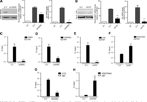 Figure 1 From Epigenetic Control Of The Bone Master Runx2 Gene During