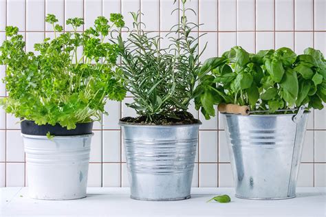 Best Way To Grow Herbs Back Gardener