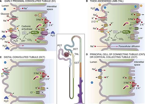 Proximal Convoluted Tubule Transport