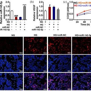 Mir P Inhibited Hrec Proliferation Induced By Hg Treatment Cell