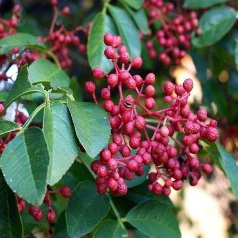 武都花椒详细介绍特点 历史 陇南特产 特色谷