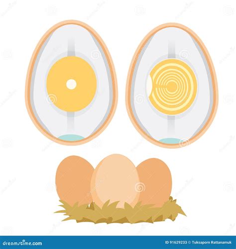 Ciclo Di Vita Dell Uovo Del Pollo Illustrazione Vettoriale