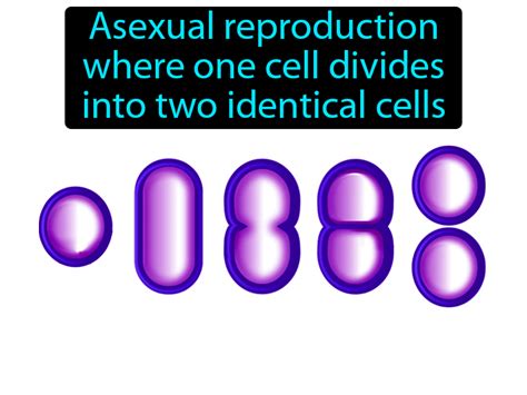 Binary Fission Definition Image Flippy Flashcards