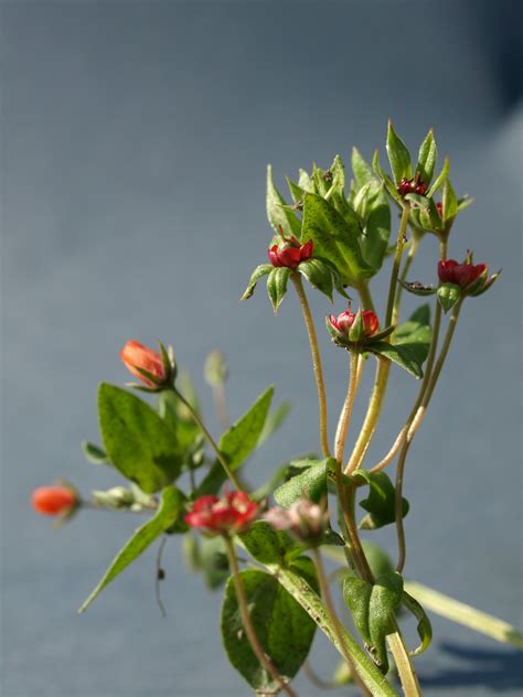 Banco De Imagens Natureza Ramo Flor Plantar Prado Folha Flor