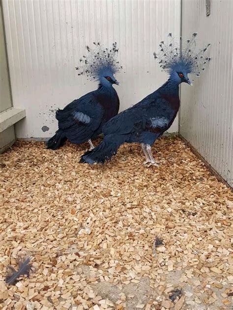 Victoria Crowned Pigeon Birds For Sale Nebraska Township Il