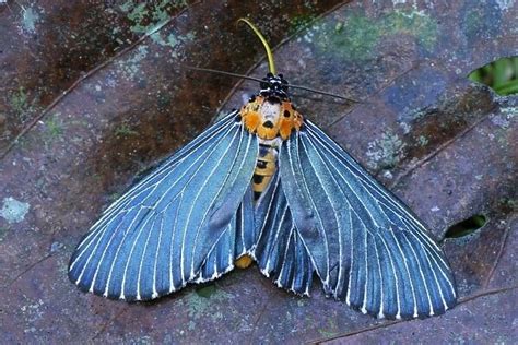 Moth Danum Valley Conservation Area Sabah Borneo Malaysia