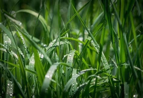 Premium Photo Close Up Of Wet Grass On Field