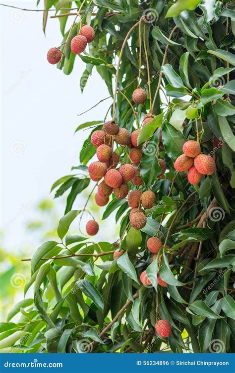 Litchi On Tree Stock Photo Image Of Tasty Leaf Health 56234896