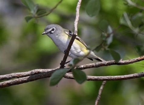 Blue Headed Vireo Bwd Magazine