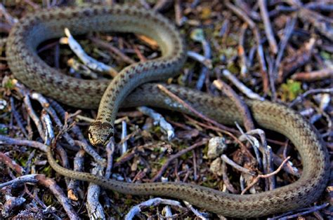 The Smooth Snake Coronella Austriaca Is Britains Rarest And Most