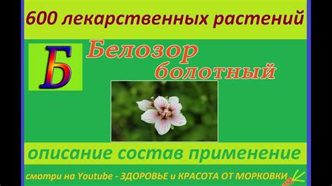 белозор болотный 600 лекарственных растений - YouTube