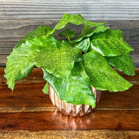 Calathea Musaica | 6" Pot - Plant Hawaii