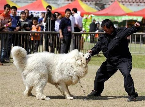 Tibetan Mastiff Training - How to Train a Tibetan Mastiff Dog ~ Tibetan Mastiff - The Best ...