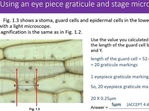 Using An Eye Piece Graticule And Stage Micrometer Teaching Resources