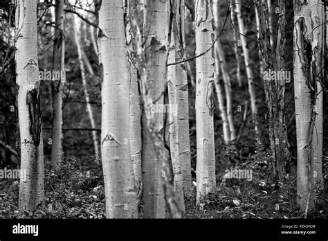 Boreal forest alaska hi-res stock photography and images - Alamy