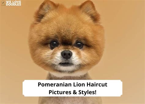 Pomeranian Lion Haircut Pictures & Styles!