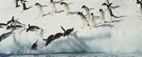 48 Awesome Antarctica Facts For Kids - Teaching Expertise