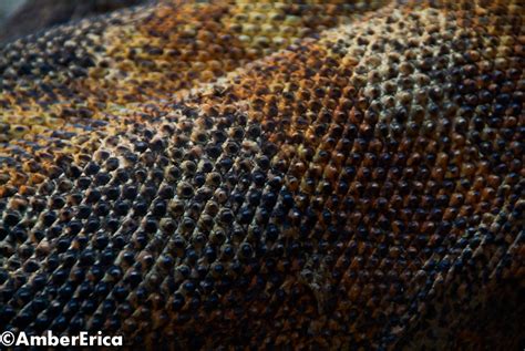 Komodo Dragon Skin Beautiful Texture And Color On The Skin Flickr