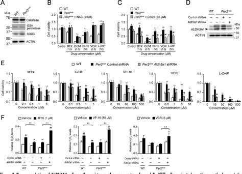 Figure From Mutation Of The Gene Encoding The Circadian Clock