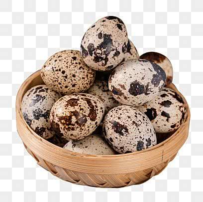 telur puyuh gambar png file vektor  psd  gratis  pngtree