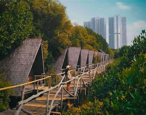indonesia mangrove forests open  tourists authentic indonesia blog