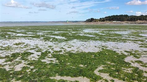 Finistère Pour Cette Association Le Plan Algues Vertes 3 Est Un échec Inévitable