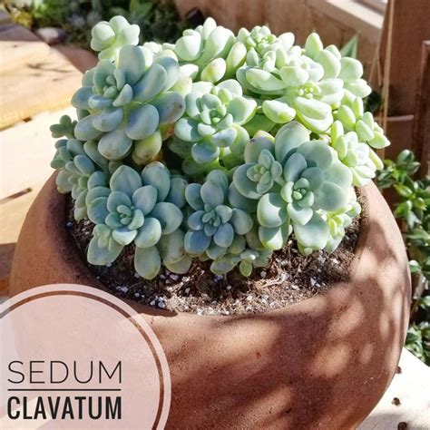 Sedum Clavatum Pot Types Of Succulents Identification Succulentdotcare