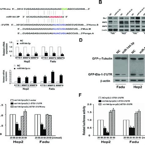 Mir P Inhibits Cellular Epithelial Mesenchymal Transition Emt