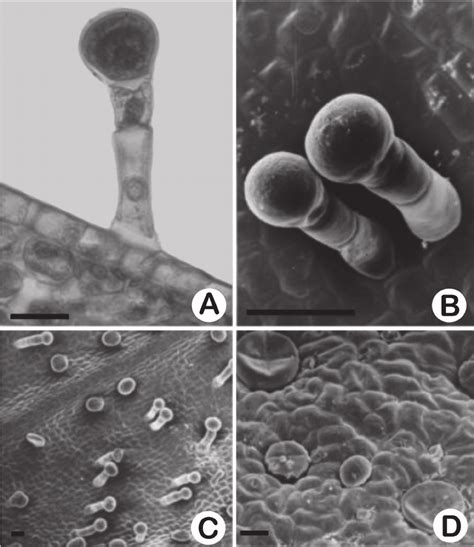 Glandular Trichomes Present In The Ocimum Selloi Benth Fl Owers A