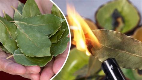 Burning A Bay Leaf At Home Heres Why You Should Try It Right Away