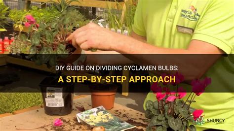 Diy Guide On Dividing Cyclamen Bulbs A Step By Step Approach Shuncy