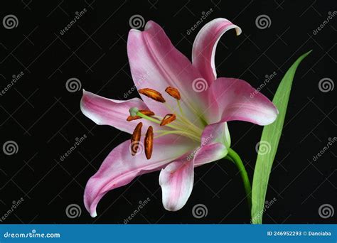 Closeup of Pink Stargazer Lily on a Black Background. Stock Image - Image of stargazer, orie ...