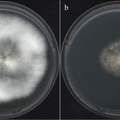 Mycelial Growth Of As2796 And As2796y On Pda Plates A Morphology Of