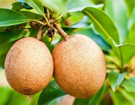 buah ciku  english sapota  stock  images  pictures