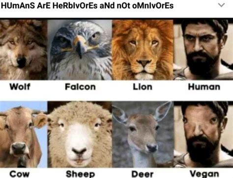 Humans Are Herbivores Veganism Know Your Meme