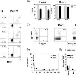 Function Of MCMV Specific CD8 T Cells A BALB C Mice Were Infected