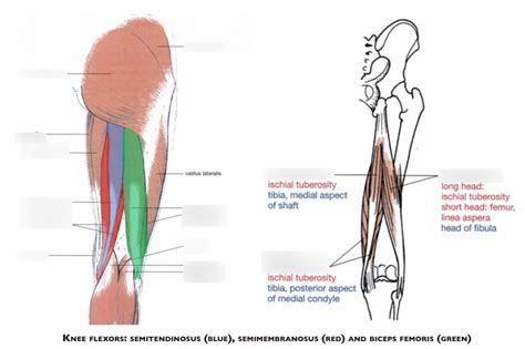 knee flexors Diagram | Quizlet