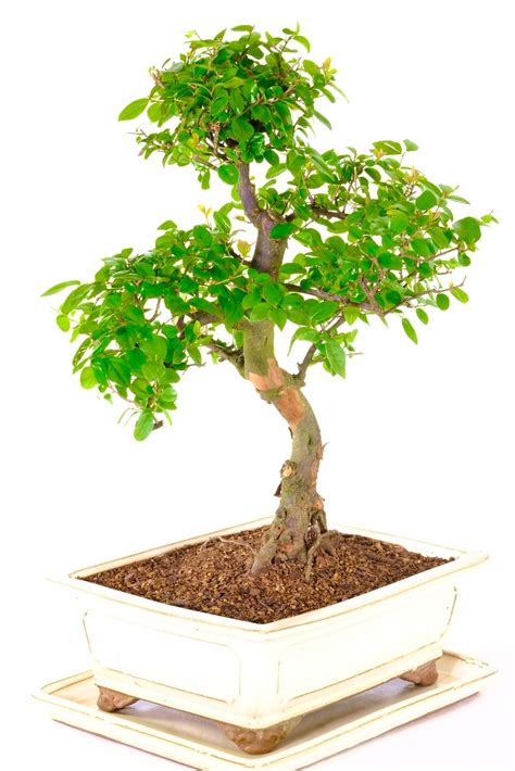 Uniquely Shaped Fruiting Chinese Sweet Plum Indoor Bonsai Tree UK