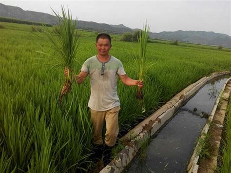 微生物菌肥在大田作物施肥中起到主导作用