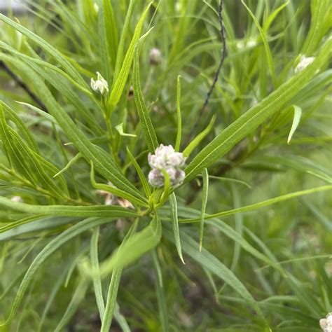 Desert Willow - Chilopsis Linearis (30Gal) - Midwest Propagation Nursery