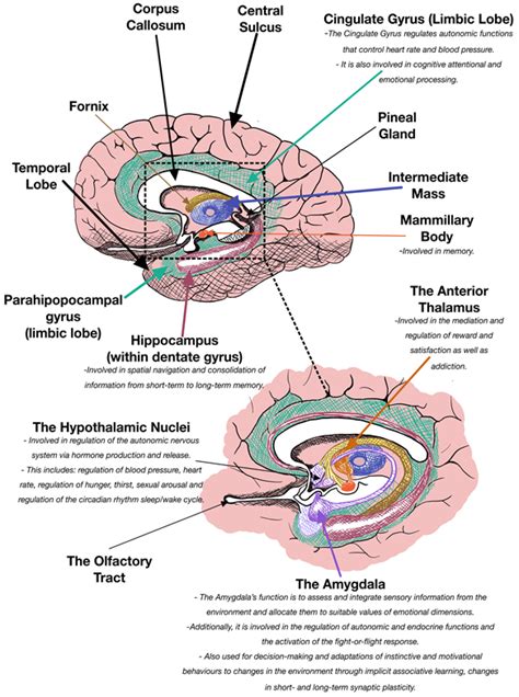 Limbic Encephalitis And Autoimmune Encephalitides Pathophysiology