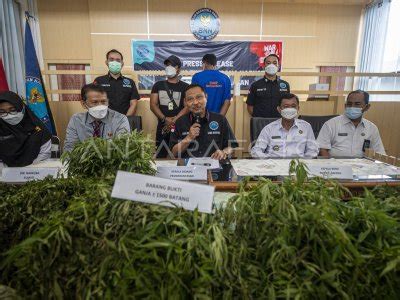 Rilis Penemuan Ladang Ganja Di Sumatera Selatan Antara Foto