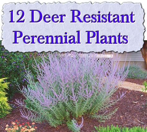 12 Deer Resistant Perennial Plants Deer Resistant Plants Deer