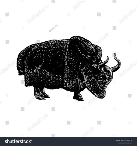 Yak Hand Drawing Vector Illustration Isolated Stock Vector (Royalty ...