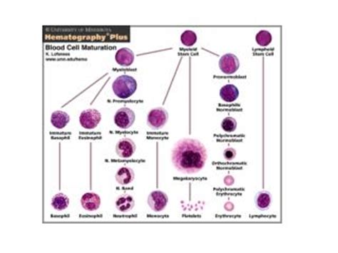 PPT - Granulopoiesis PowerPoint Presentation - ID:5649318