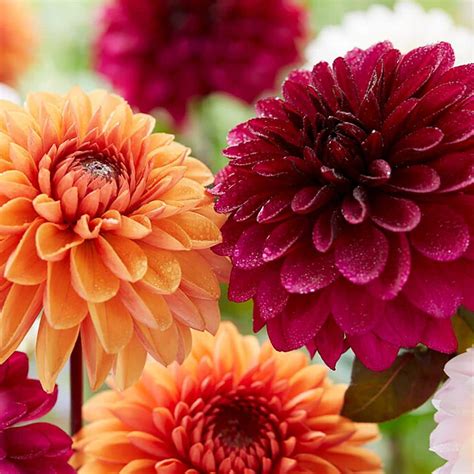 Van Zyverden Dahlias Flaming Love Blend Bulbs Set Of The Home