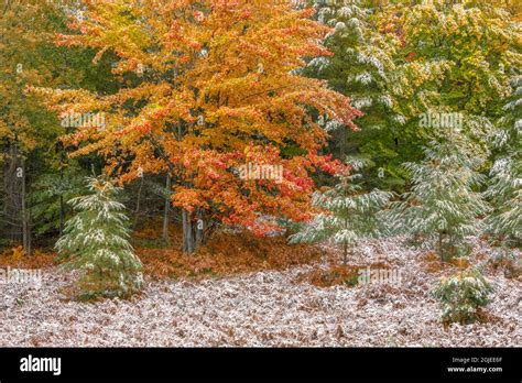 Light Dusting Of Snow On Autumn Colors Hiawatha National Forest Upper