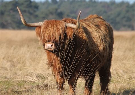 Landelijke Kaart Boerenraam Met Hedera Country Deco