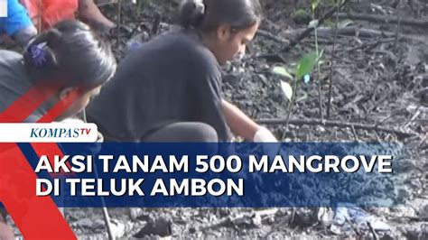 Kegiatan Penanaman Kembali Anakan Mangrove Di Teluk Ambon Youtube