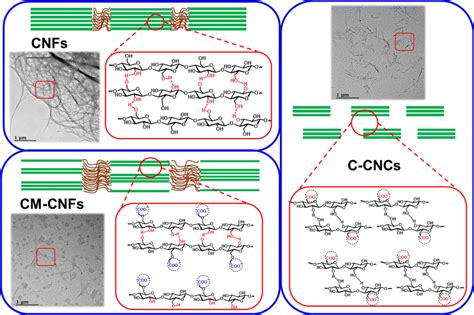 Schematic Of The Structures Of The Different Nanocellulose Samples